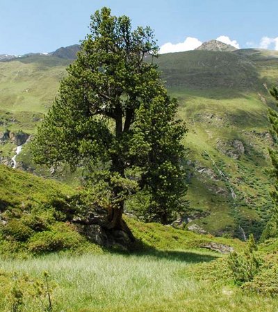 Zirbe (Pinus zembra) - Naturpark Ötztal
