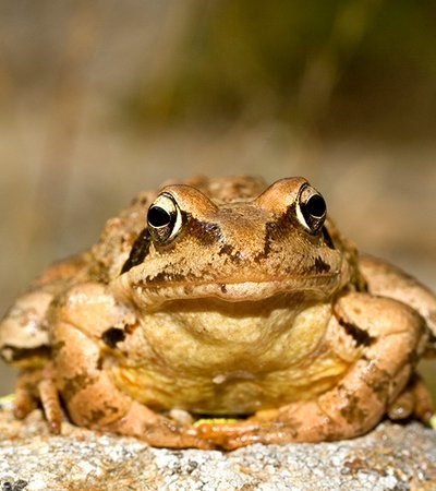 Der Grasfrosch (Rana temporaria) - Naturpark Ötztal