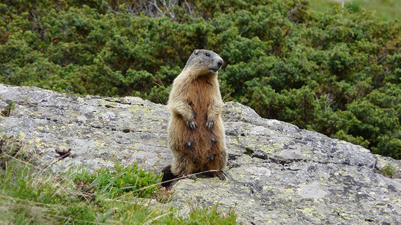 Murmeltier (Marmota marmota) - Naturpark Ötztal