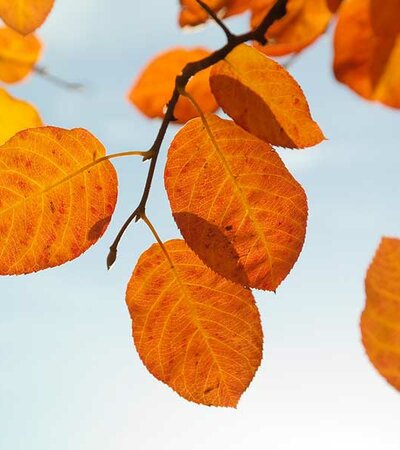 Felsenbirne Blätter rot © pixabay
