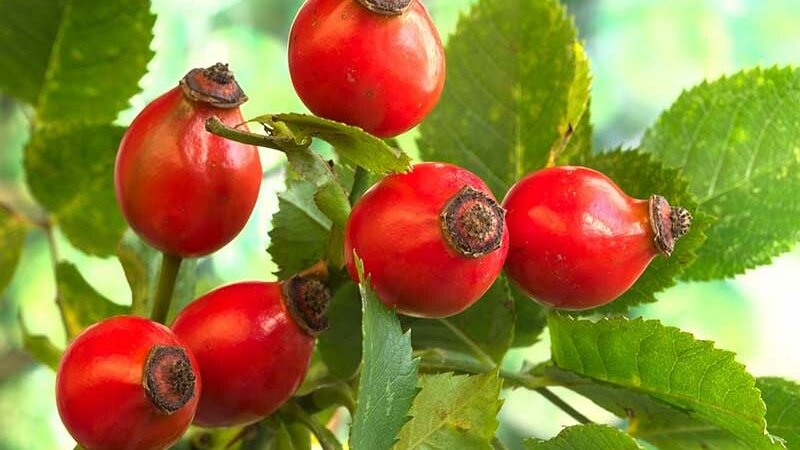 Hundsrose Früchte © pixabay