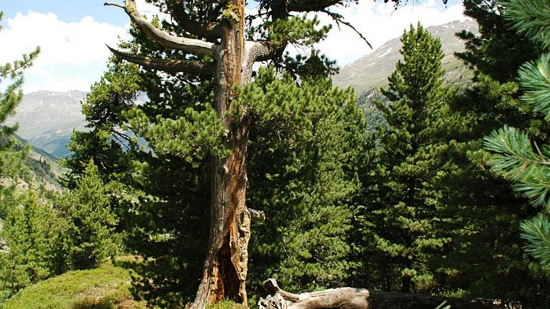 Obergurgler Zirbenwald ©Hauptolter - Naturpark Ötztal