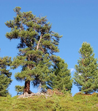 Zirbe (Pinus zembra) - Naturpark Ötztal