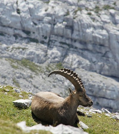 Alpensteinbock (Capra ibex) - Naturpark Ötztal