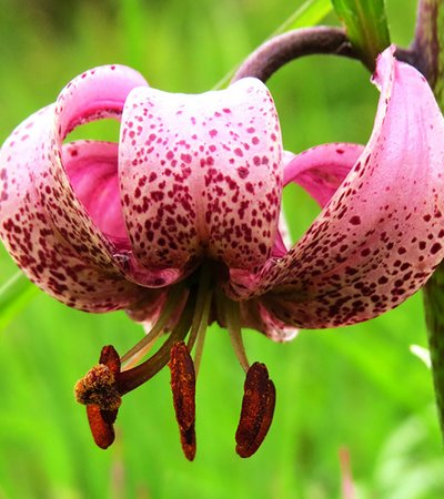 Türkenbundlilie (Lilium màrtagon) - Naturpark Ötztal