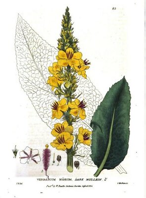 Verbascum Nigrum © Isaac Russel