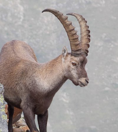 Alpensteinbock (Capra ibex) - Naturpark Ötztal