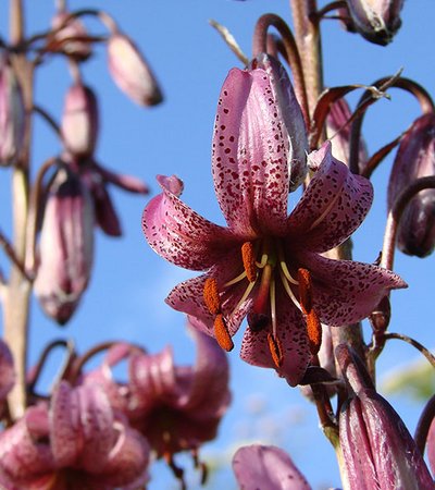 Türkenbundlilie (Lilium màrtagon) - Naturpark Ötztal