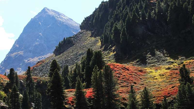 Obergurgler Zirbenwald ©P. Plattner - Naturpark Ötztal