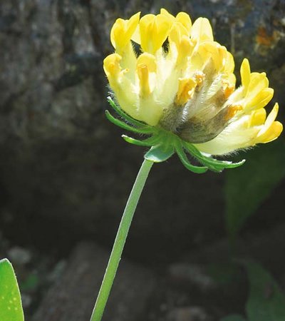 Wundklee (Anthyllis) © Jakob Abermann - Naturpark Ötztal