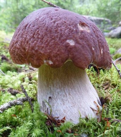 Pilz ©Eberhard Steiner