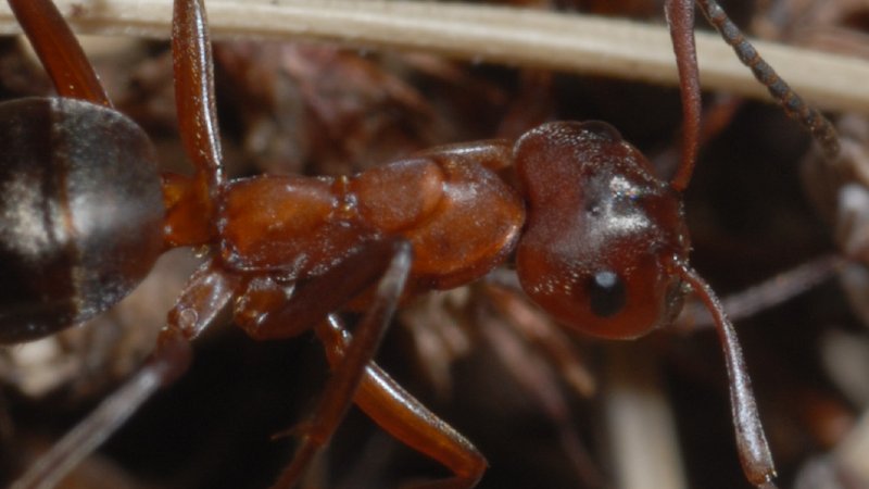 Swedish “Kerb-Ameise” (Formica suecica) © Manfred Scheiber - Ötztal Nature Park