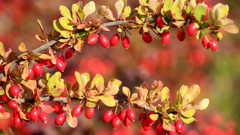 Berberitze Früchte © pixabay