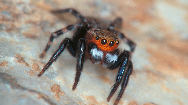 Webspinne (Lathithorax faustus) - Naturpark Ötztal