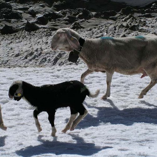 “Schaftrieb” (sheep herding) © Ötztal Nature Park