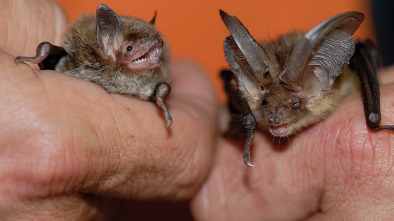 bat ©Anton Vorauer - ÖTZTAL NATURE PARK