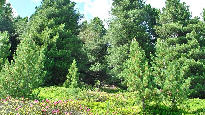 Zirbe (Pinus zembra) - Naturpark Ötztal