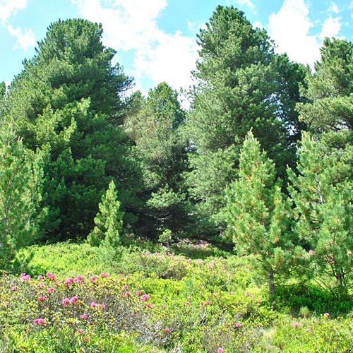 Swiss Pine forest ©E. Feldner - Naturpark Ötztal