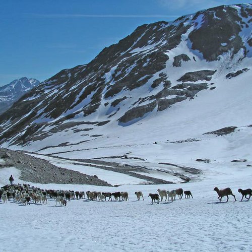 Schaftrieb Naturpark Ötztal