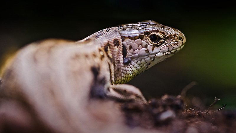 Sand Lizard (Lacerta agilis) - ©Hansjörg Fiegl - Ötztal Nature Park