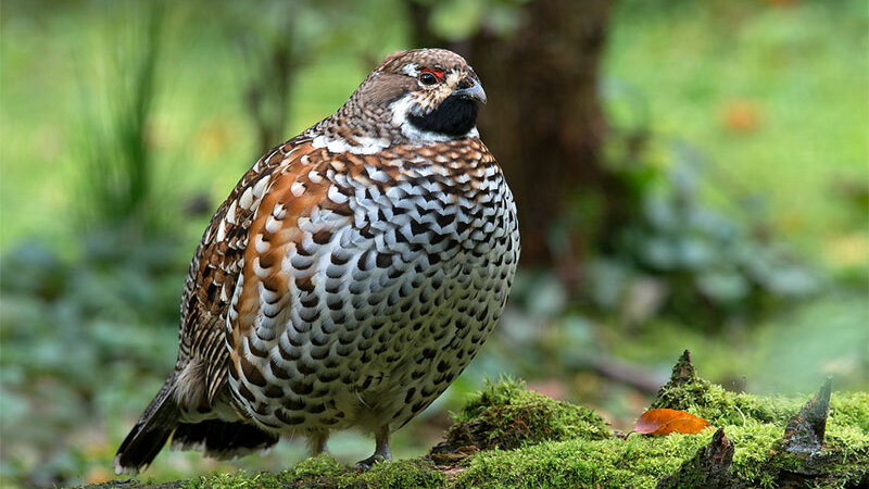 Haselhuhn ©Reinhard Hölzl
