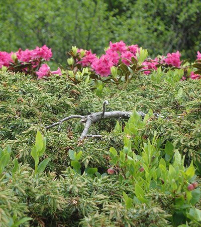 Rostrote Alpenrose (Rhododendron ferrugineum) - NATURPARK ÖTZTAL