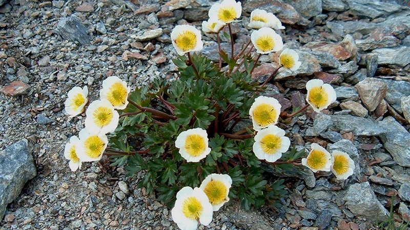 Glacier Buttercup (Ranunculus glacialis) - Ötztal Nature Park