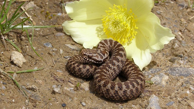 Kreuzotter (Vipera berus) - Naturpark Ötztal