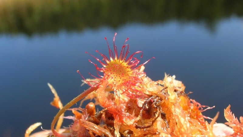 Fleisch fressende Sonnentau (Drosera sp.) - Naturpark Ötztal