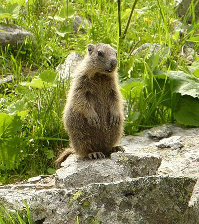 Alpenmurmeltier (Marmota marmota) - Naturpark Ötztal