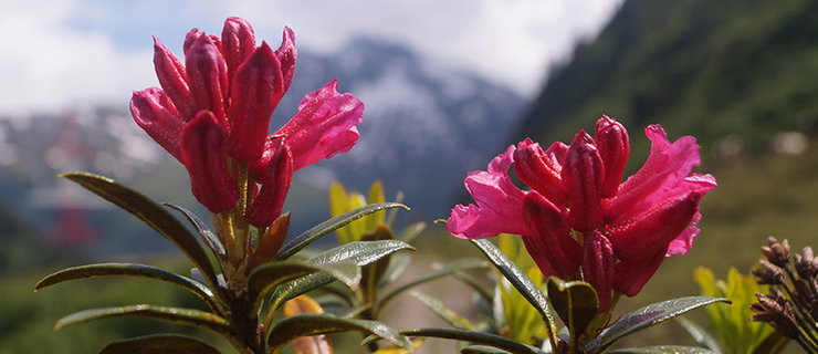 ©Archiv Naturpark Ötztal - A. Hofer
