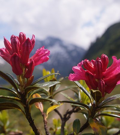 Rostrote Alpenrose (Rhododendron ferrugineum) - NATURPARK ÖTZTAL