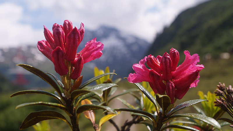 ©Archiv Naturpark Ötztal - A. Hofer