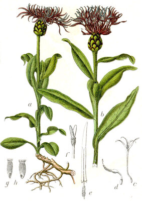 Berg-Flockenblume ©Wikimedia Johann Georg Sturm