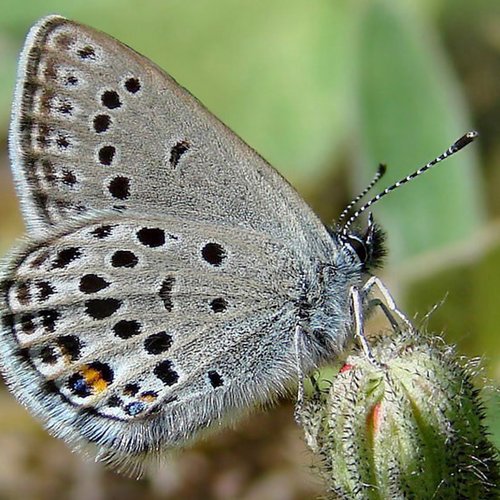 Archiv NP Ötztal/Vacciniina Optilente/Peter Stoeckl