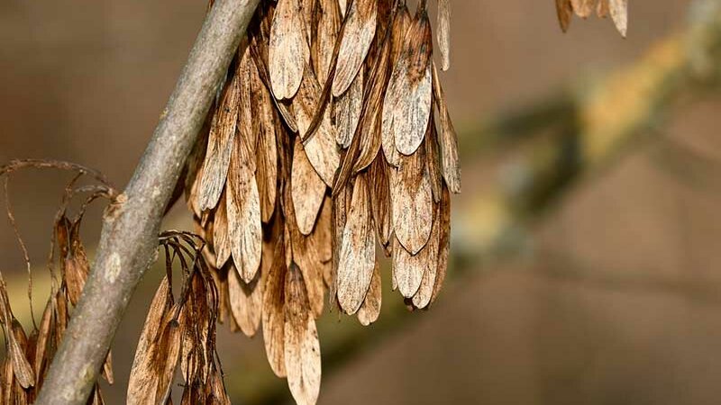 Esche Blätter getrocknet © pixabay