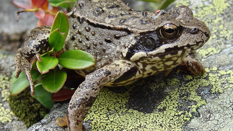 Common frog (Rana temporaria) - ©Peter Stöckl - Ötztal Nature Park