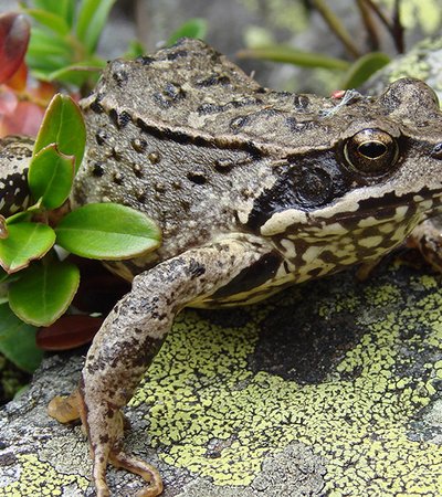 Der Grasfrosch (Rana temporaria) - Naturpark Ötztal