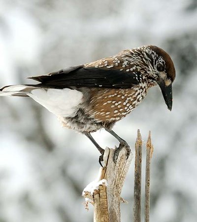 Obergurgler Zirbenwald - Zirmgratsch ©M. Scheiber - Naturpark Ötztal