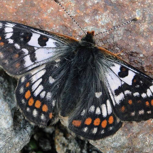 Archiv NP Ötztal/Euphydryas Cynthia/Peter Stoeckl