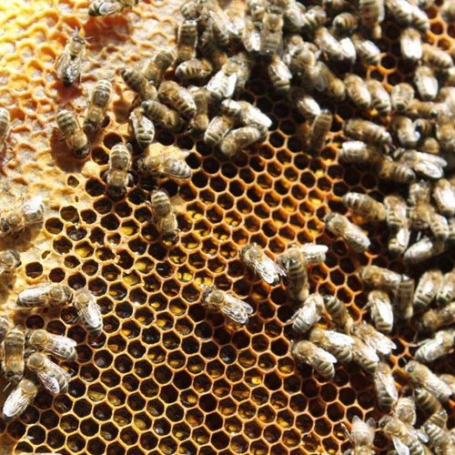 Bienen ©Archiv NMS Längenfeld