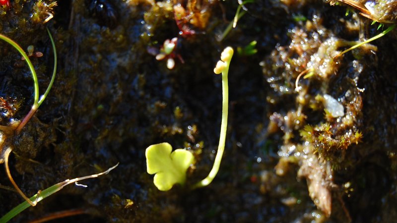 Moon diamond (Botrychium simplex) - Ötztal Nature Park