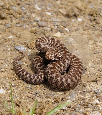 Kreuzotter (Vipera berus) - Naturpark Ötztal