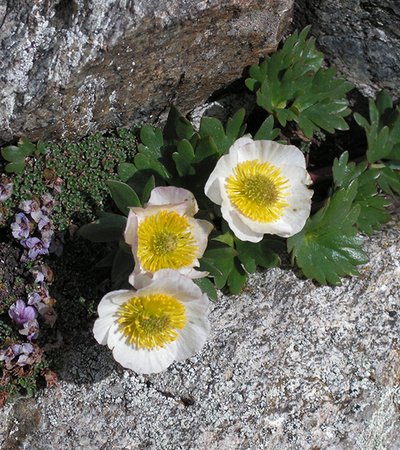 Gletscher-Hahnenfuß (Ranunculus glacialis) ©Roland Mayer - Naturpark Ötztal