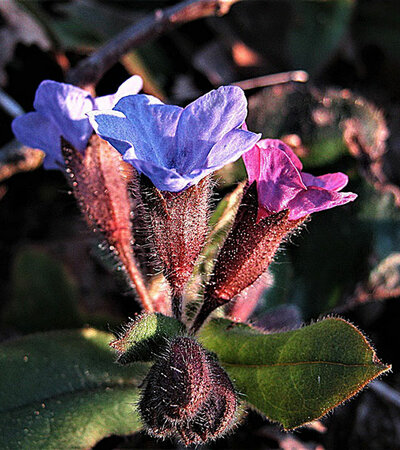 Echtes Lungenkraut Kronblätter © pixabay