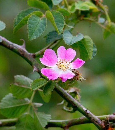 Hundsrose mit Dornen © pixabay