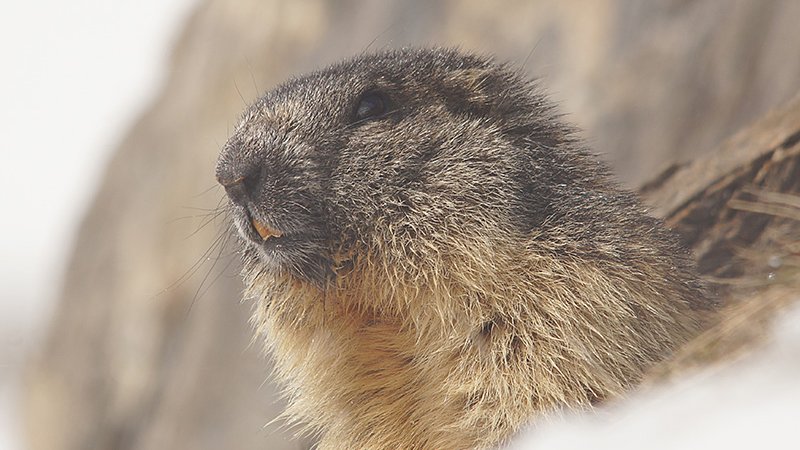 Alpenmurmeltier (Marmota marmota) - Naturpark Ötztal