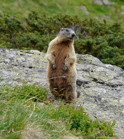 Alpenmurmeltier (Marmota marmota) - Naturpark Ötztal