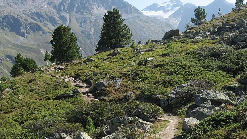 Swiss Pine forest  ©A. Hofer - Naturpark Ötztal