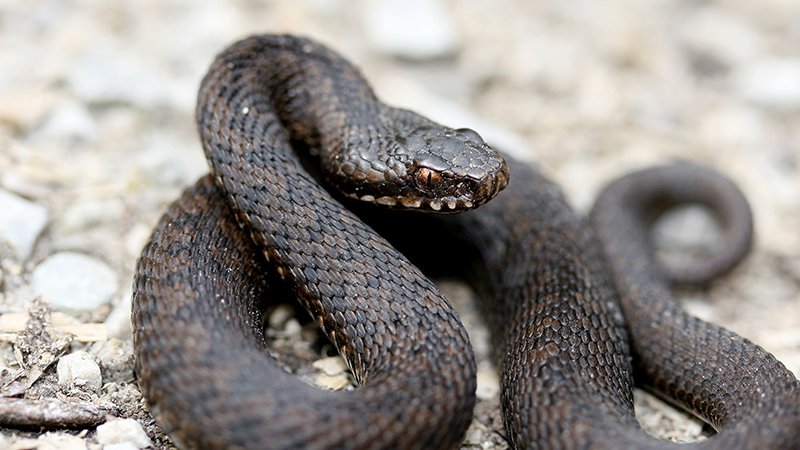 Kreuzotter (Vipera berus) - Naturpark Ötztal